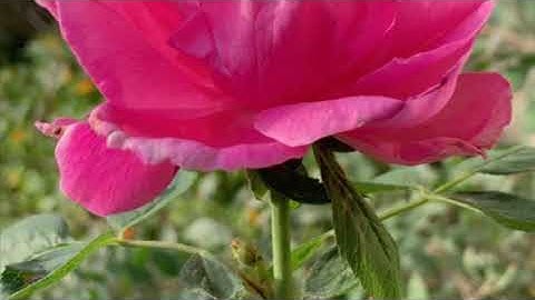 تلاوة من سورة البقرة بصوت محمد أحمد العمري 🌹