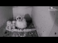 CJ Wildlife/Vivara Webcams - 03.05.17 (Barn Owl Chick waits patiently)