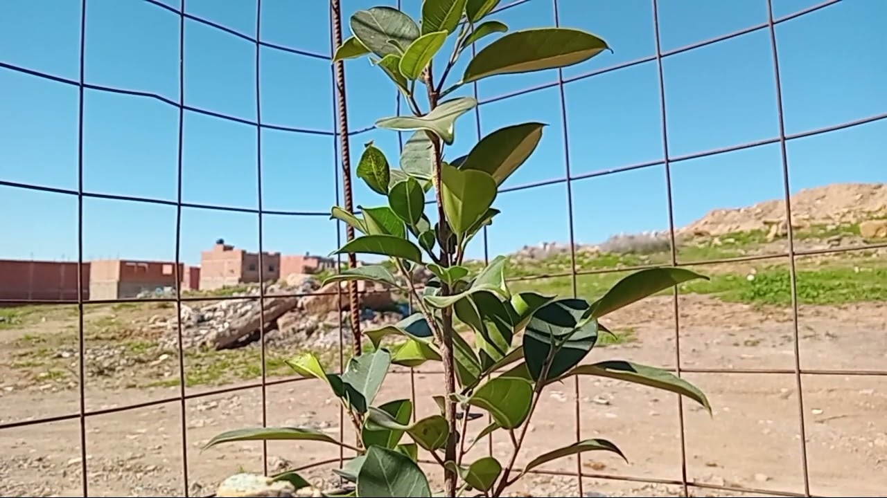 صور لشجرة تتحرك#اشتراك🌳