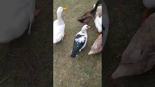 Ducks Run for Snacks