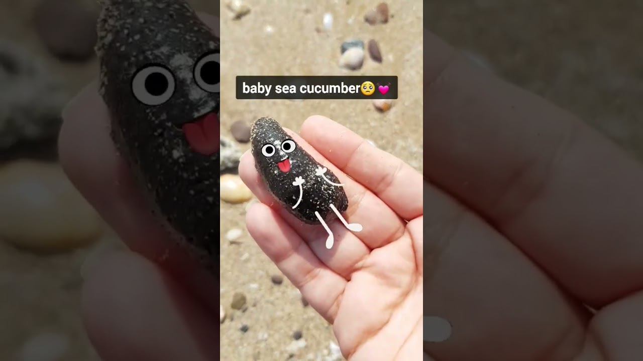 see this cute baby sea cucumber🥺😍💕    