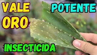 Insecticida Con Aloe Vera  Fácil de Hacer || Vale Oro || Huerto Citadino