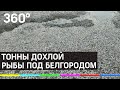 Вся кверху пузом и воняет! Тонны рыбы загубили под Белгородом