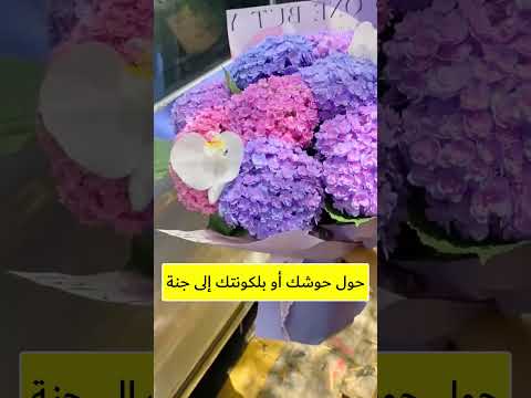 بذور الزهور الأمريكية المتنوعة