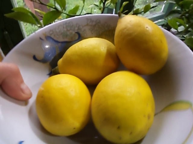 Лимон Комнатный Сорт Мейер Собираем Урожай . Лимон На подоконнике .