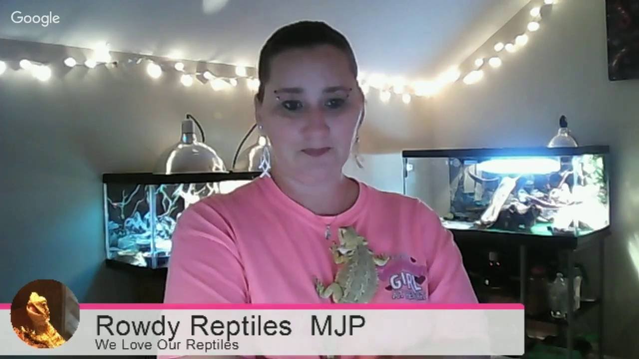 hangouts on air august 1 Rowdy Reptiles Chat