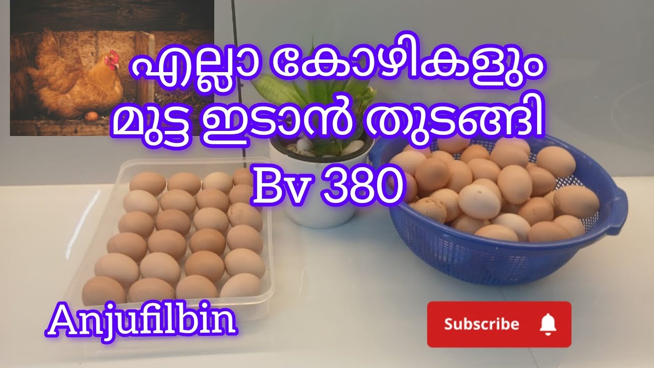 മുട്ടക്കോഴി വളർത്തൽ (bv380) ലാഭകരം/കുട്ട നിറയെ മുട്ട 🥚🥚🐤🐤