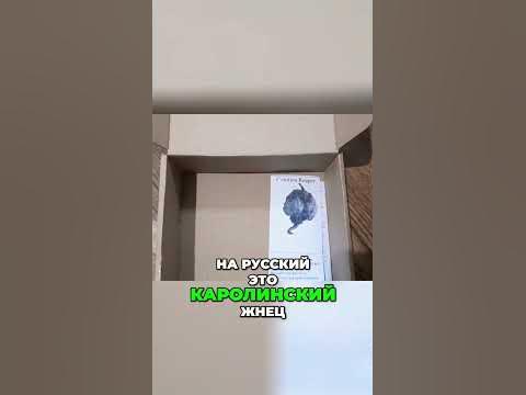 Каролина Риппер: Самый жгучий перец в мире! - YouTube