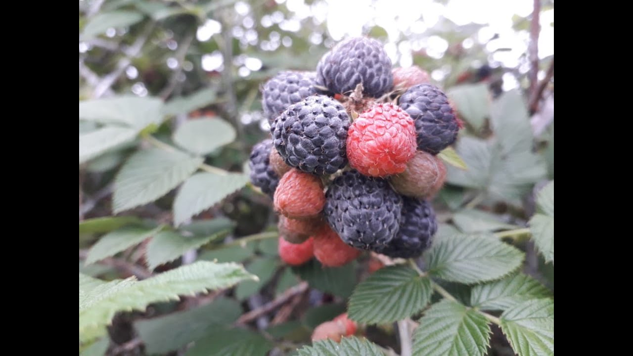MOSTRANDO PÉS DE FRAMBOESAS E UMA ABENÇOADA COLHEITA. YouTube MOSTRANDO PÉS DE FRAMBOESAS E UMA ABENÇOADA COLHEITA. YouTube