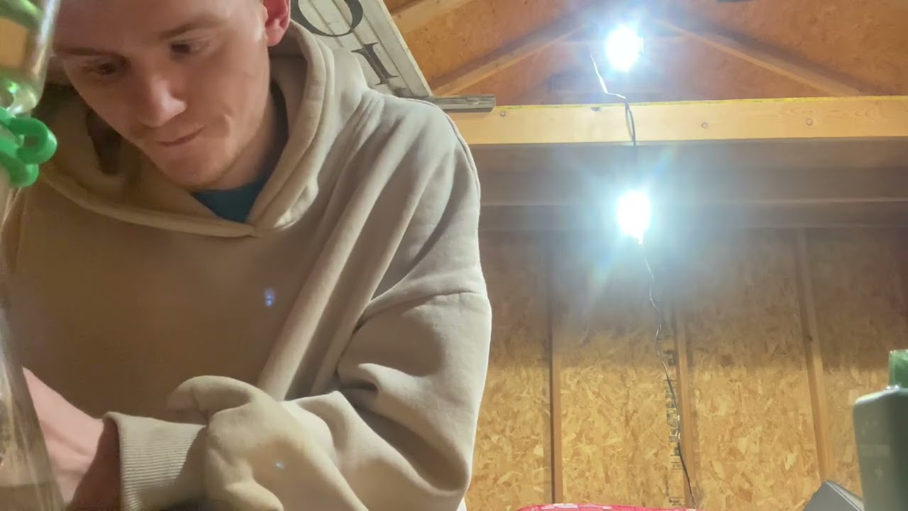 First class gas strain review (will it be a heavy hitter?)