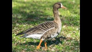 Greater white-fronted goose sounds