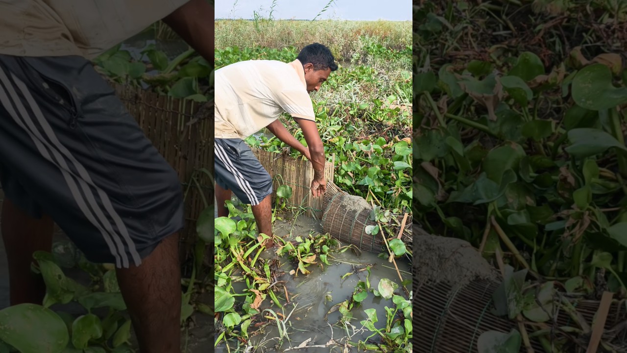 আজ দেখাবো চাই দিয়ে এ বছরের সেরা মাছ ধরার ভিডিও।। mach dhora video #shorts