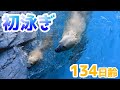 お母さんと一緒に泳ぐ練習！【134日齢】Polar Bear Baby Growth Record(Day 134)