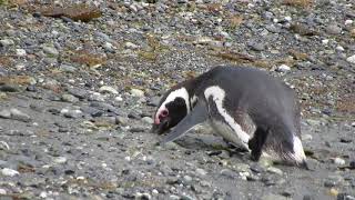 Slow death of a penguin, Tuckers Island, Tierra del Fuego, Chile - 5-Jan-19