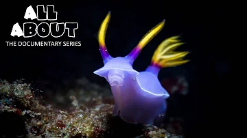 Nudibranch | All About Documentary Series