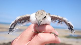 NOUS ÉCRASONS CES POUSSINS SANS LE SAVOIR