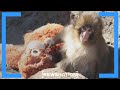 How Punch the monkey became viral sensation | Jesse Weber Live