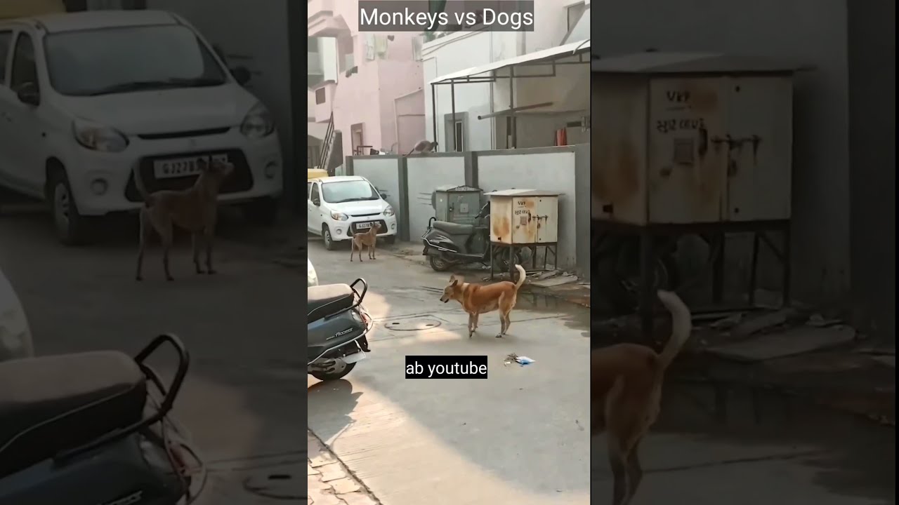 Monkey vs Doge' gang war in Maharashtra triggers meme fest