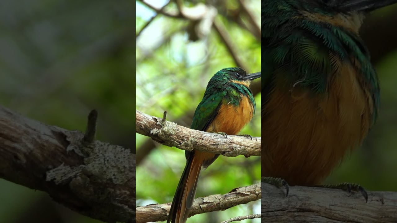 Experience the Beauty of the Greentailed Jacamar | 