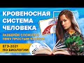 Биология. ЕГЭ2021. Кровеносная система человека (разберем сложную тему простым языком)