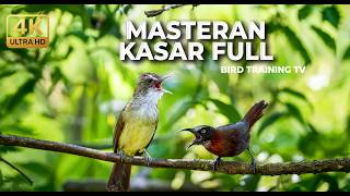 🔴 Live Masteran Kasar 2026 Tembakan Cucak Jenggot Sejalur Speed Rapat vs Tepus Kepala Abu Gacor