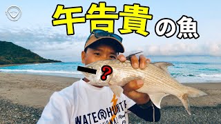 Taiwan! The most expensive fish! NO.1 fish species in the ranking! Fantasy camping ingredients~