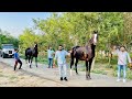 Marwari Horses Farm 😱 हरियाणा का सबसे बड्डा फार्म हाउस 😱😱😱😱 देख कर आप wow बोलोगे 😱😱😱