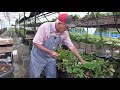 Strawberry Growing Ep 36