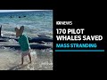 Whale volunteer says 170 of 200 stranded pilot whales saved  abc news