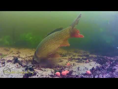 Video: Ikan Mas Di Bawah Sayuran