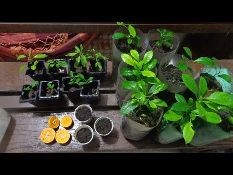 Vídeo: Cultivando Limões Em Casa