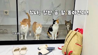 The real reaction of cats when the butler stays out. by 지안스캣 Jian's Cat 33,434 views 6 months ago 6 minutes, 2 seconds