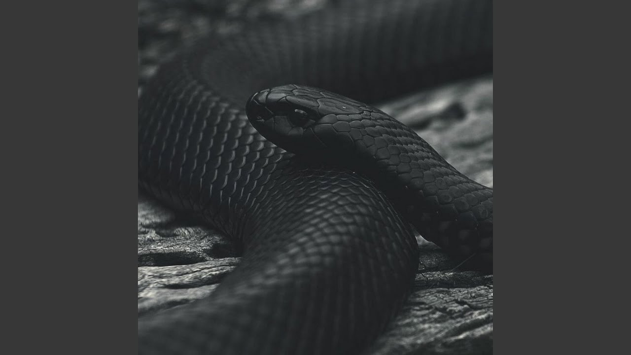 Snake adlı videoyu YouTube'da izle Snake adlı videoyu YouTube'da izle