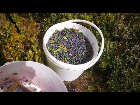 Vidéo: Cueillir des myrtilles - Comment et quand récolter des buissons de myrtilles