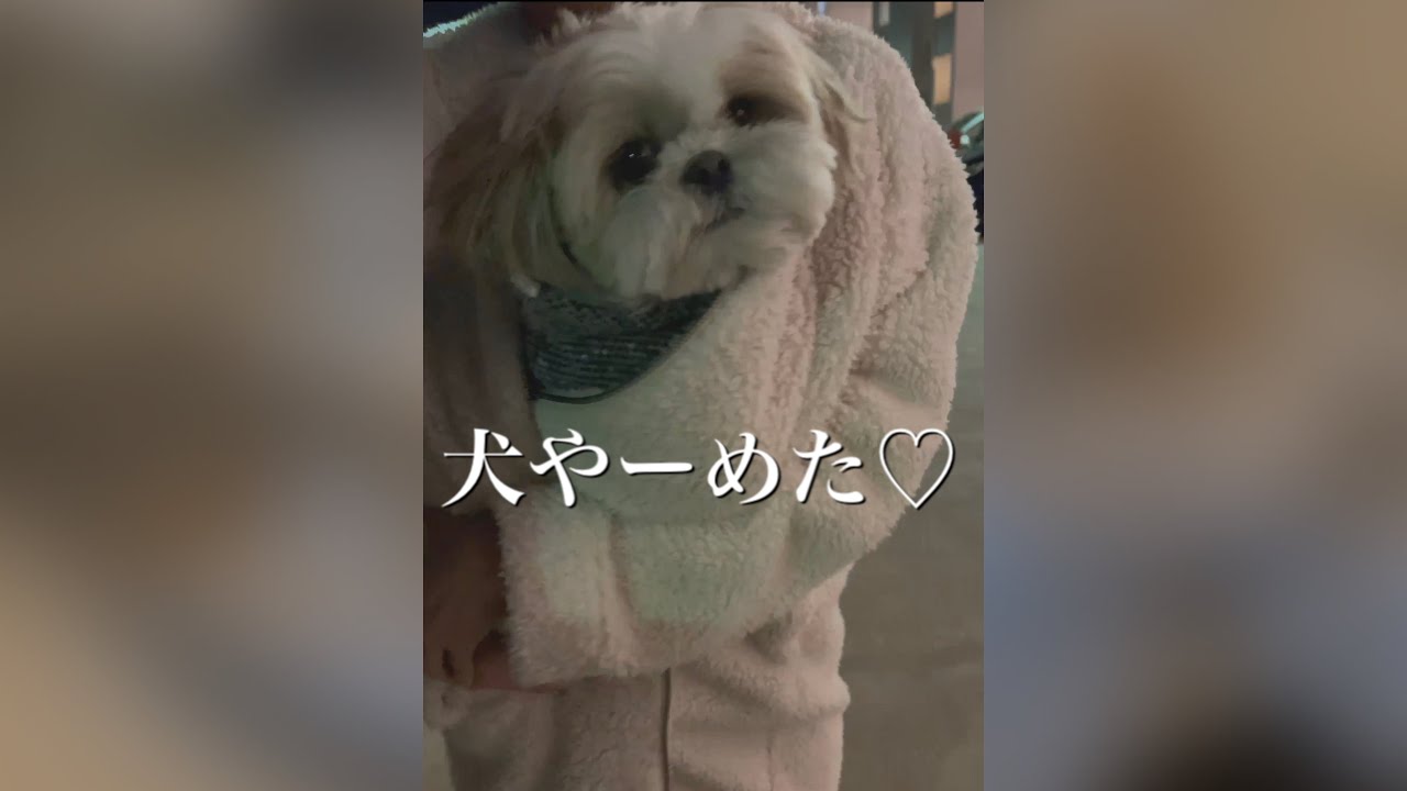 シーズー犬がママに抱っこされて赤ちゃんみたいwww Shih Tzu Like A Puppy Is Cute Youtube