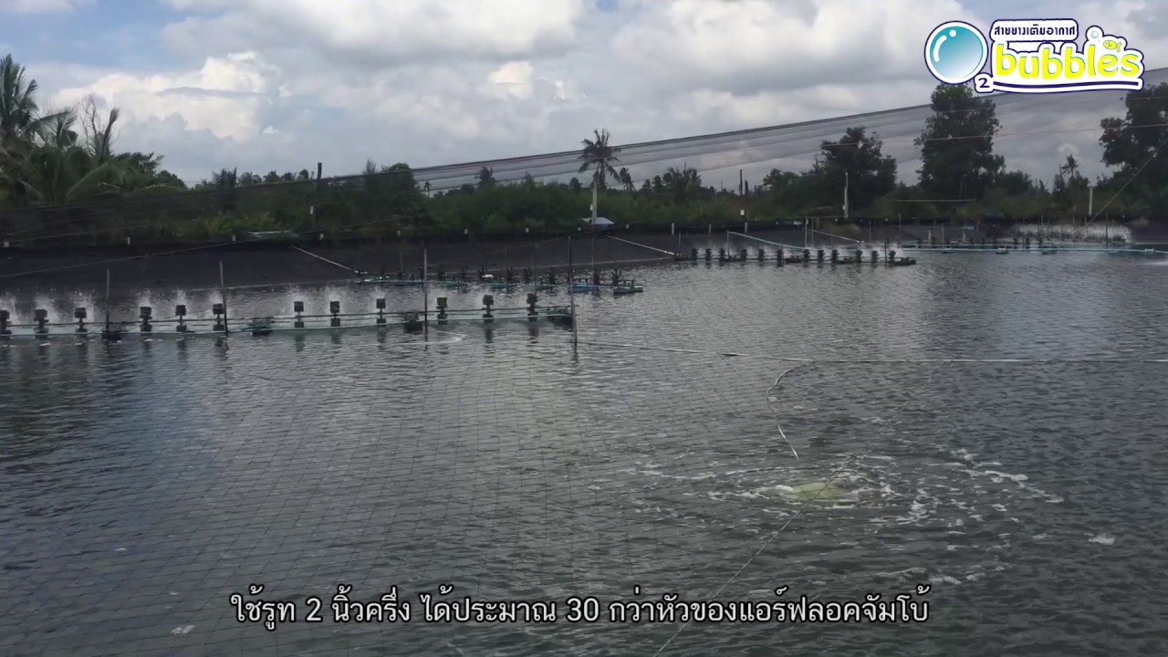การให้ออกซิเจนใต้น้ำ จากอุปกรณ์เติมอากาศแอร์ฟลอค และ ท่อPVC เจาะรู แตกต่างกันอย่างไร จ.ฉะเชิงเทรา