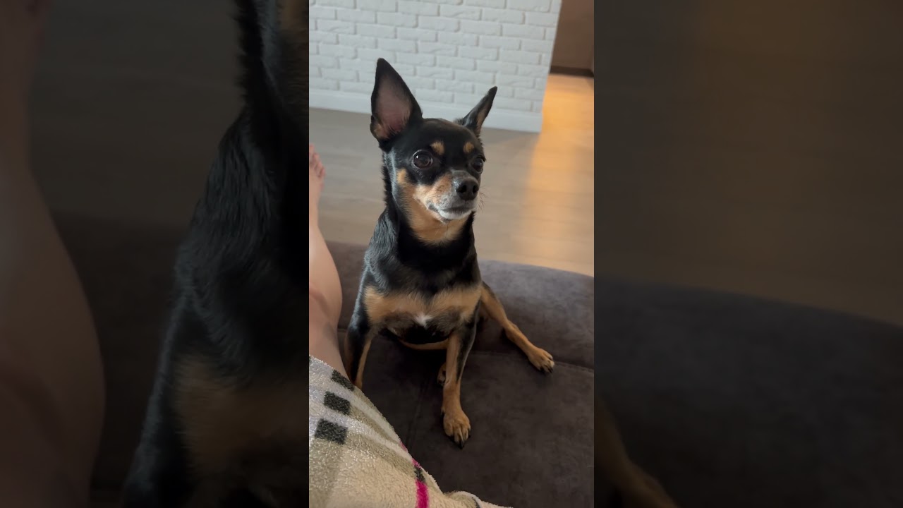 Видео снято 2 года назад. Тогда Бетти недоумевала, почему папка не приходит домой. Каждый день ждала