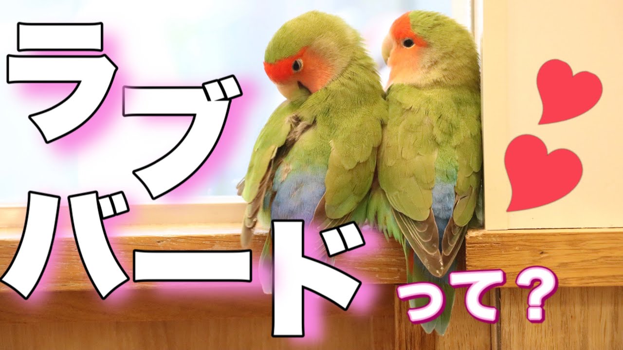 ほっこり癒される♪ラブバード特集☆／What kind of bird is a 
