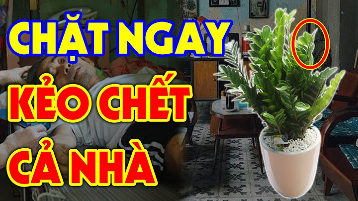 Chặt Ngay Nếu Còn Trồng Cây Kim Tiền Ở Chỗ Này Kẻo RƯỚC ĐẠI HỌA VÀO THÂN, Tiền Vàng Đội Nón Ra Đi