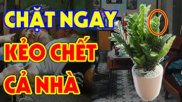 Chặt Ngay Nếu Còn Trồng Cây Kim Tiền Ở Chỗ Này Kẻo RƯỚC ĐẠI HỌA VÀO THÂN, Tiền Vàng Đội Nón Ra Đi
