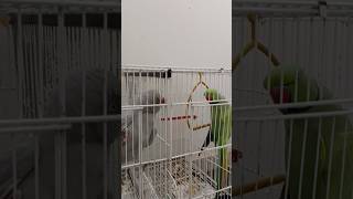 Get ready for a wild ride! Join us for 'Birds Gone Wild! 😂 Net Worth