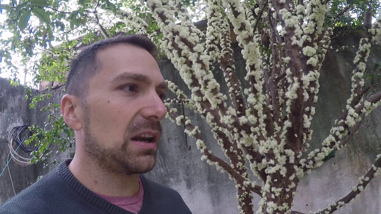 Yvapurü Guapuru Jabuticaba enana en floración Frutales NATIVOS beneficios poda
