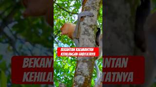 The Proboscis Monkey Population is Decreasing!