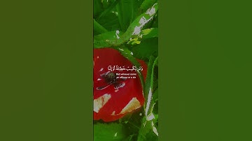 آيات بينات من الذكر الحكيم بصوت جميل ومأثر ❤ #اكسبلور #القرآن_الكريم #المغرب #راحة_نفسية