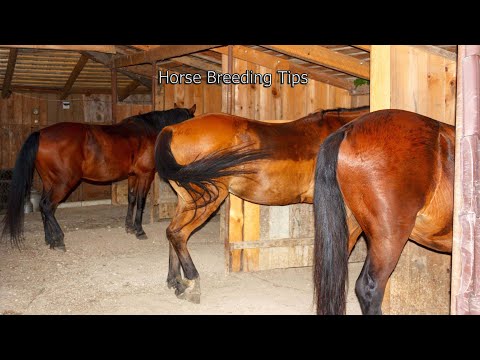 Stallions Breeding First Time at Horse Stable