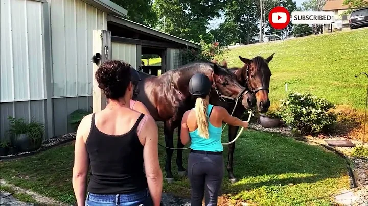 Stallions Breeding First Time at Horse Stable