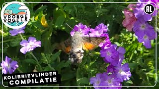 Heb je de kolibrievlinder in je tuin gezien? | Compilatie Zelf Geschoten | Vroege Vogels