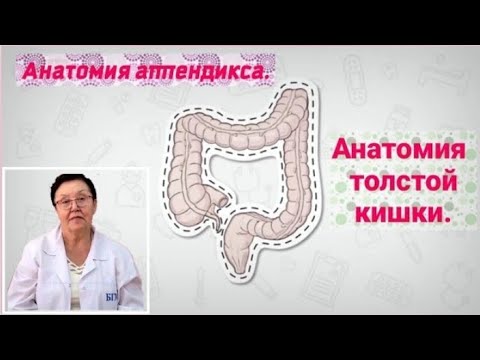 Видео: Сколько существует taenia coli?