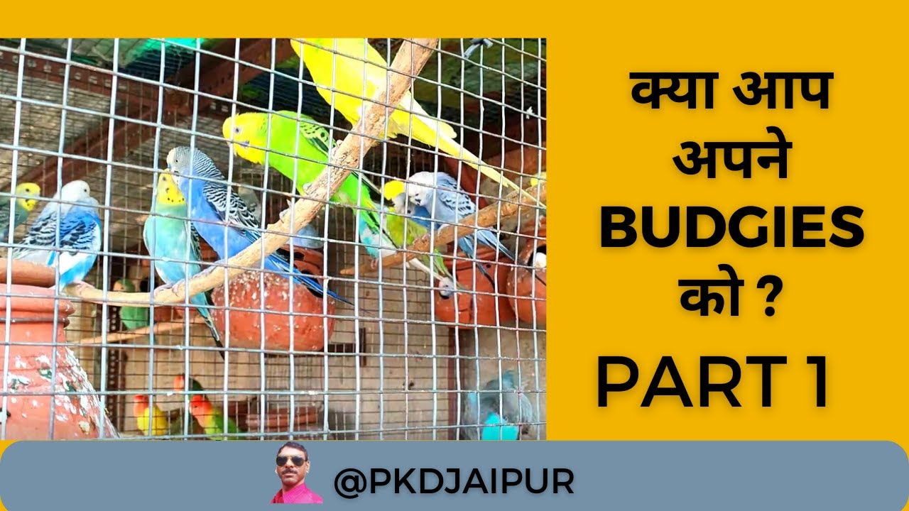 Budgies के बारे में सम्पूर्ण जानकारी PART 1, COMPLETE INFORMATION ABOUT BUDGIES PART 1