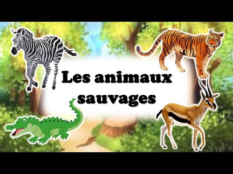 Vidéo: Toucher Cet Animal Sauvage Vous Emprisonnera Et Vous L'aurez Mérité - Réseau Matador